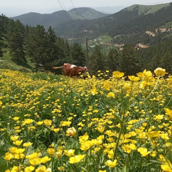 Zigana-Limni Gölü-Karaca MağarasıTuru
